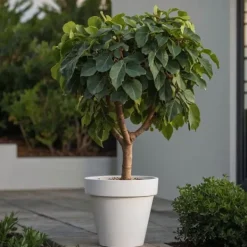 Fikon - Set om 2 - Ficus Carica - Höjd 70-90cm - ⌀21cm