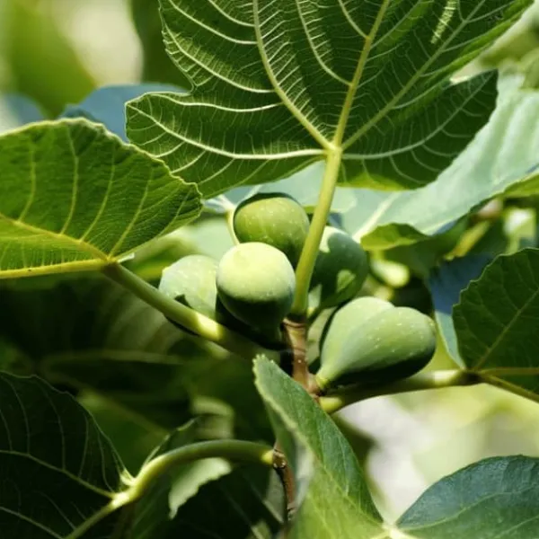 Fikon - Set om 2 - Ficus Carica - Höjd 70-90cm - ⌀21cm