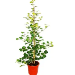 fikonkaktus - Ficus deltoidea - kruka på 17 cm - höjd ca 80 cm