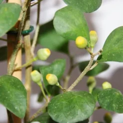 fikonkaktus - Ficus deltoidea - kruka på 17 cm - höjd ca 80 cm
