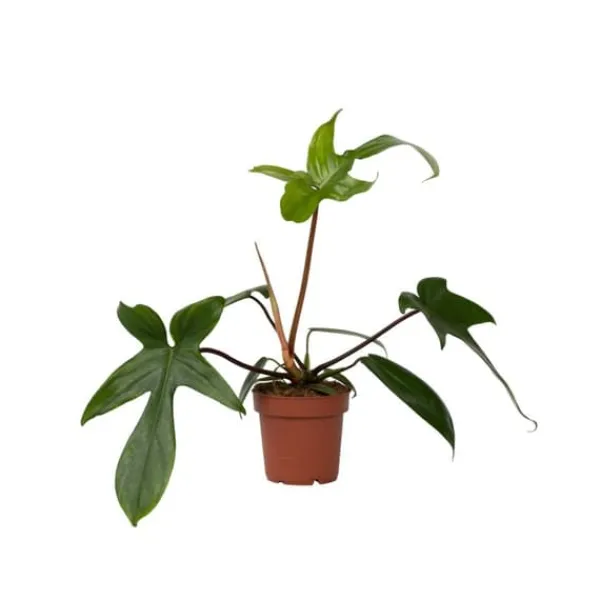Filodendron - Philodendron 'Florida Green' - Höjd 20-30cm - ⌀12cm