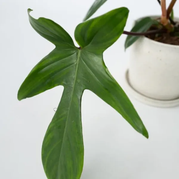 Filodendron - Philodendron 'Florida Green' - Höjd 20-30cm - ⌀12cm