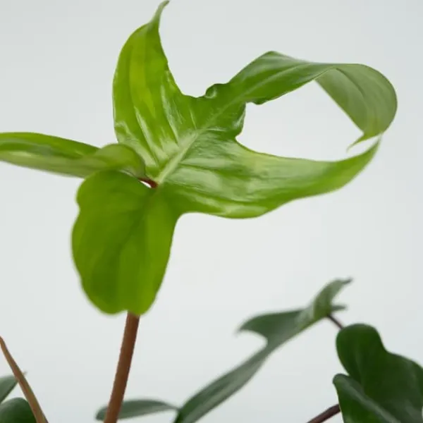 Filodendron - Philodendron 'Florida Green' - Höjd 20-30cm - ⌀12cm