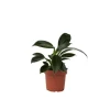 Filodendron - Philodendron 'Green Princess' - Höjd 20-30cm - ⌀12cm
