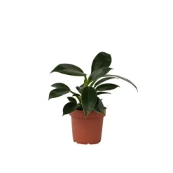 Filodendron - Philodendron 'Green Princess' - Höjd 20-30cm - ⌀12cm