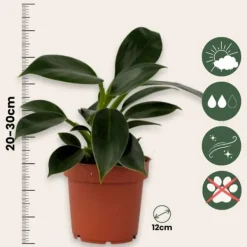 Filodendron - Philodendron 'Green Princess' - Höjd 20-30cm - ⌀12cm