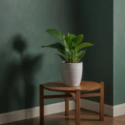 Filodendron - Philodendron 'Green Princess' - Höjd 20-30cm - ⌀12cm