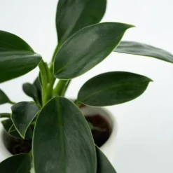 Filodendron - Philodendron 'Green Princess' - Höjd 20-30cm - ⌀12cm
