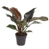 Filodendron - Philodendron 'Imperial Red' - Höjd 50cm - ⌀19cm