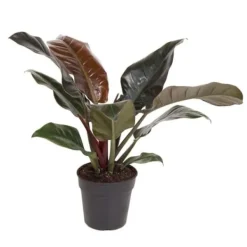 Filodendron - Philodendron 'Imperial Red' - Höjd 50cm - ⌀19cm