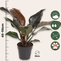 Filodendron - Philodendron 'Imperial Red' - Höjd 50cm - ⌀19cm