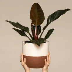 Filodendron - Philodendron 'Imperial Red' - Höjd 50cm - ⌀19cm