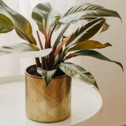 Filodendron - Philodendron 'Imperial Red' - Höjd 50cm - ⌀19cm