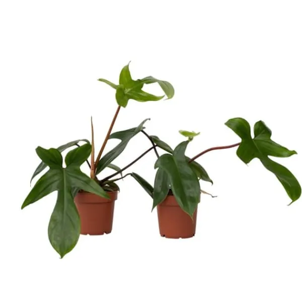 Hot Filodendron - Set om 2 - Philodendron 'Florida Green' - Höjd 20-30cm - ⌀12cm Krukväxter Inomhus