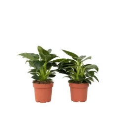 Clearance Filodendron - Set om 2 - Philodendron 'White Wave' - Höjd 25-40cm - ⌀12cm Krukväxter Inomhus
