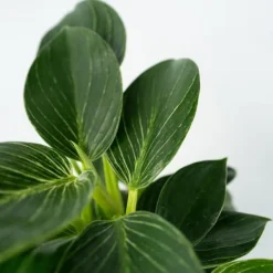 Clearance Filodendron - Set om 2 - Philodendron 'White Wave' - Höjd 25-40cm - ⌀12cm Krukväxter Inomhus