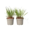 Best Fingergräs - 2 st - Panicum Virgatum 'Squaw' - Höjd 40-60cm - ⌀23cm Trädgårdsväxter