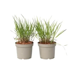 Best Fingergräs - 2 st - Panicum Virgatum 'Squaw' - Höjd 40-60cm - ⌀23cm Trädgårdsväxter