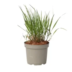 Best Fingergräs - Panicum Virgatum 'Squaw' - Höjd 40-60cm - ⌀23cm Krukväxter Inomhus