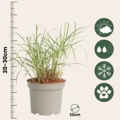 Best Fingergräs - Panicum Virgatum 'Squaw' - Höjd 40-60cm - ⌀23cm Krukväxter Inomhus