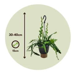 New Fiskben kaktus - Set om 2 - Epiphyllum 'Anguliger' - Höjd 30-40cm - ⌀15cm Krukväxter Inomhus