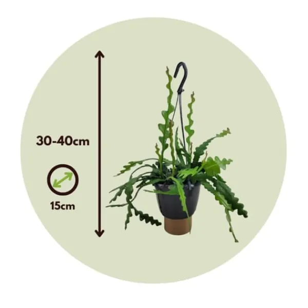 New Fiskben kaktus - Set om 2 - Epiphyllum 'Anguliger' - Höjd 30-40cm - ⌀15cm Krukväxter Inomhus