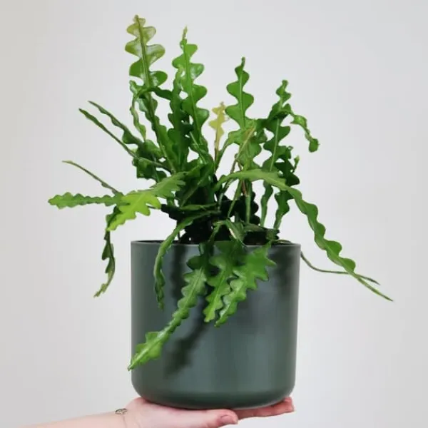 New Fiskben kaktus - Set om 2 - Epiphyllum 'Anguliger' - Höjd 30-40cm - ⌀15cm Krukväxter Inomhus