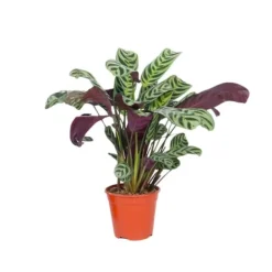 Outlet Fiskbensstenante - Ctenanthe 'burle-marxii' - Höjd 25-40cm - ⌀12cm Krukväxter Inomhus