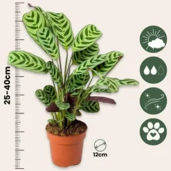 Outlet Fiskbensstenante - Ctenanthe 'burle-marxii' - Höjd 25-40cm - ⌀12cm Krukväxter Inomhus