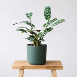 Outlet Fiskbensstenante - Ctenanthe 'burle-marxii' - Höjd 25-40cm - ⌀12cm Krukväxter Inomhus
