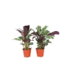 Fiskbensstenante - Set om 2 - Ctenanthe 'burle-marxii' - Höjd 25-40cm - ⌀12cm