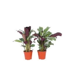Fiskbensstenante - Set om 2 - Ctenanthe 'burle-marxii' - Höjd 25-40cm - ⌀12cm