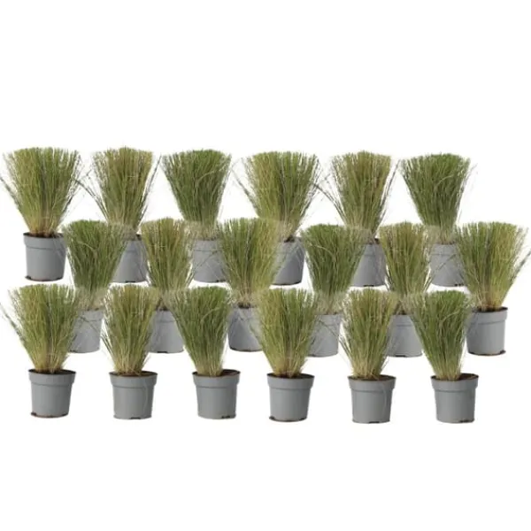 Online Fjädergräs - Set om 18 - Stipa tenuifolia 'Pony Tails' - Höjd 20-30cm - ⌀9cm Trädgårdsväxter