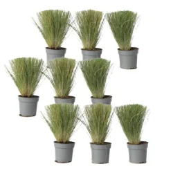 Best Fjädergräs - Set om 9 - Stipa tenuifolia 'Pony Tails' - Höjd 20-30cm - ⌀9cm Trädgårdsväxter