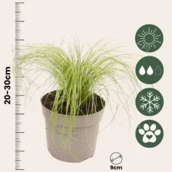 Best Fjädergräs - Set om 9 - Stipa tenuifolia 'Pony Tails' - Höjd 20-30cm - ⌀9cm Trädgårdsväxter