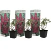 Hot Fjärilsbuske - Set om 3 - Buddleja davidii 'Pink Delight' - Höjd 25-40cm - ⌀9cm Buskar