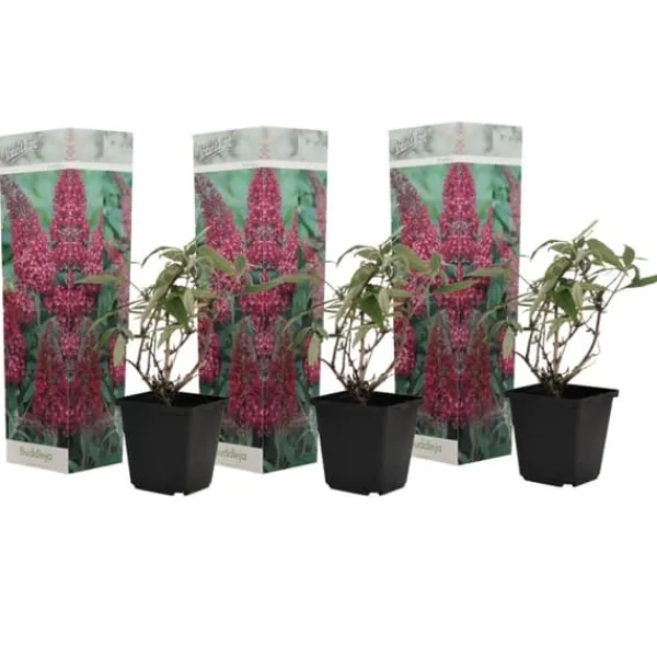 Hot Fjärilsbuske - Set om 3 - Buddleja davidii 'Pink Delight' - Höjd 25-40cm - ⌀9cm Buskar