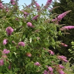 Hot Fjärilsbuske - Set om 3 - Buddleja davidii 'Pink Delight' - Höjd 25-40cm - ⌀9cm Buskar