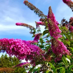 Hot Fjärilsbuske - Set om 3 - Buddleja davidii 'Pink Delight' - Höjd 25-40cm - ⌀9cm Buskar