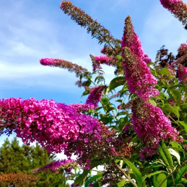 Hot Fjärilsbuske - Set om 3 - Buddleja davidii 'Pink Delight' - Höjd 25-40cm - ⌀9cm Buskar