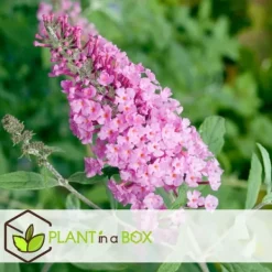 Hot Fjärilsbuske - Set om 3 - Buddleja davidii 'Pink Delight' - Höjd 25-40cm - ⌀9cm Buskar