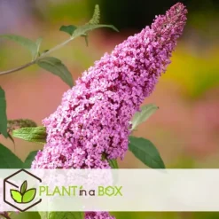 Hot Fjärilsbuske - Set om 3 - Buddleja davidii 'Pink Delight' - Höjd 25-40cm - ⌀9cm Buskar