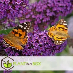 Best Fjärilsbuske - Set om 6 - Buddleja davidii - Höjd 25-40cm - ⌀9cm Buskar