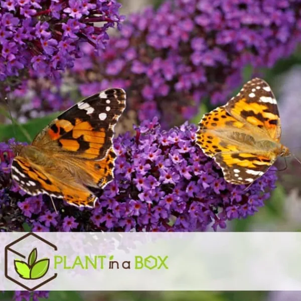 Best Fjärilsbuske - Set om 6 - Buddleja davidii - Höjd 25-40cm - ⌀9cm Buskar
