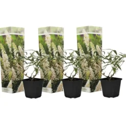 Outlet Fjärilsbuske - Set om 3 - Buddleja davidii 'Profusion' - Höjd 25-40cm - ⌀9cm Buskar