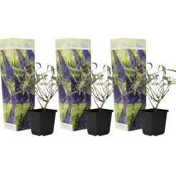 Fjärilsbuske - Set om 3 - Buddleja davidii 'Nanho Blue' - Höjd 25-40cm - ⌀9cm