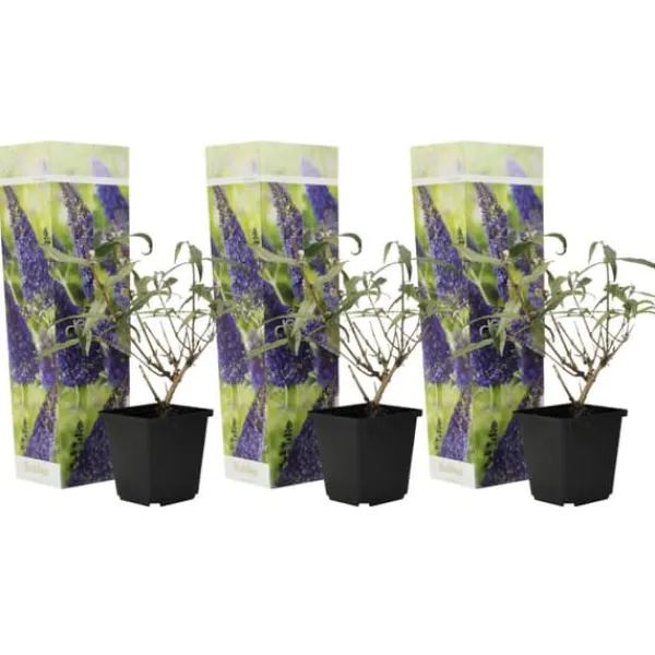 Fjärilsbuske - Set om 3 - Buddleja davidii 'Nanho Blue' - Höjd 25-40cm - ⌀9cm