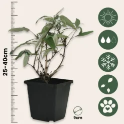 Fjärilsbuske - Set om 3 - Buddleja davidii 'Nanho Blue' - Höjd 25-40cm - ⌀9cm