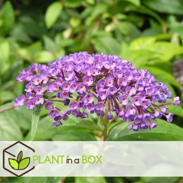 Fjärilsbuske - Set om 3 - Buddleja davidii 'Nanho Blue' - Höjd 25-40cm - ⌀9cm