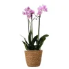 Fjärilsorkidé - Phalaenopsis Multiflora med korg - Höjd 35-45cm - ⌀12cm